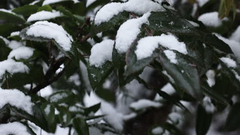 frozen branches