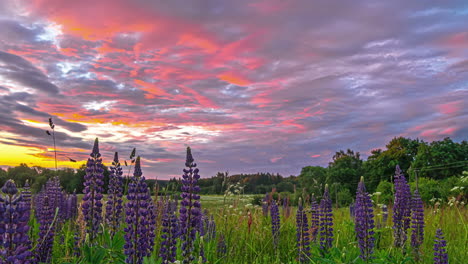 Lapso-De-Tiempo-De-Hermosos-Lupinos-Morados-En-Una-Pradera-Exuberante,-Nubes-Iluminadas-Por-El-Amanecer-En-Colores-Cálidos-Vibrantes