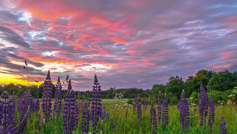 lapso de tiempo de hermosos lupinos morados en una pradera exuberante, nubes iluminadas por el amanecer en colores cálidos vibrantes