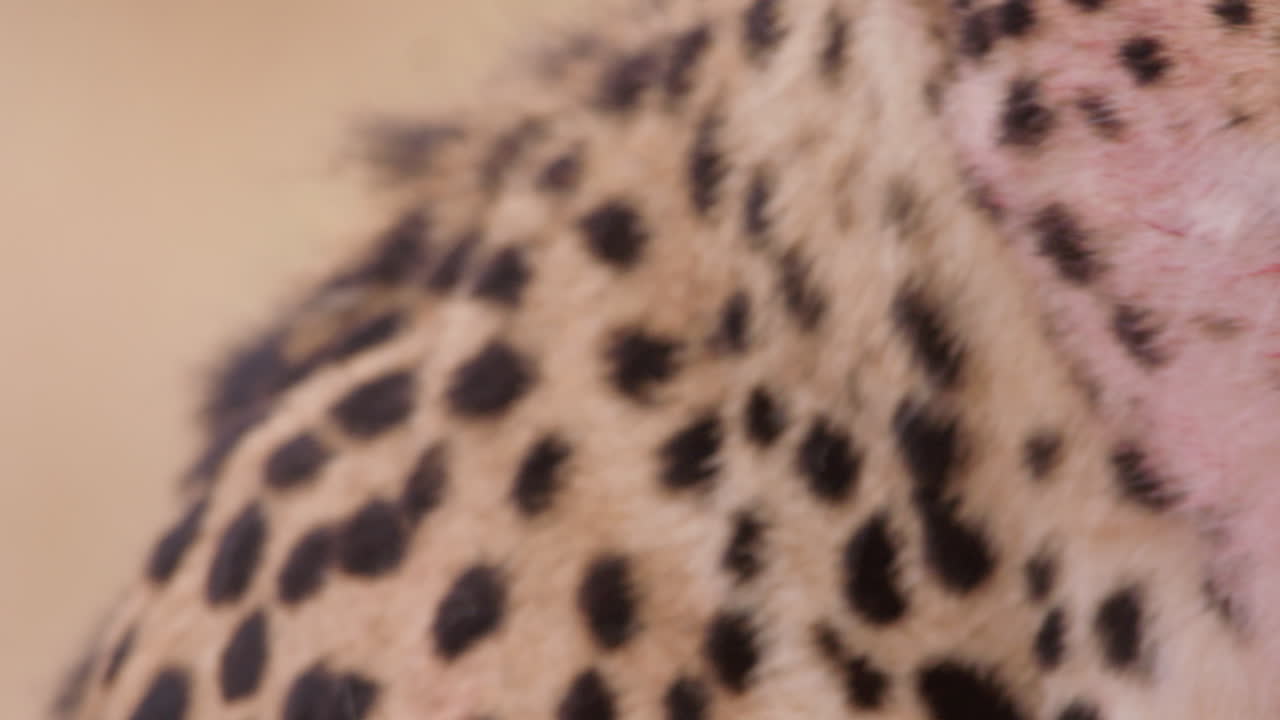 Extreme close up shot of a cheetah's mouth open breathing