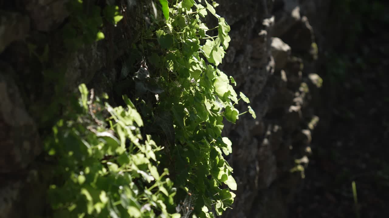 Stone wall covered with plants vegetation moss, masonry old cement paved