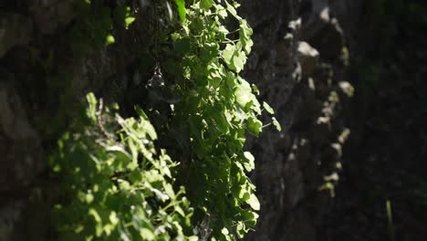 stone wall covered with plants vegetation moss, masonry old cement paved