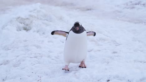 gentoo penguin in the snow