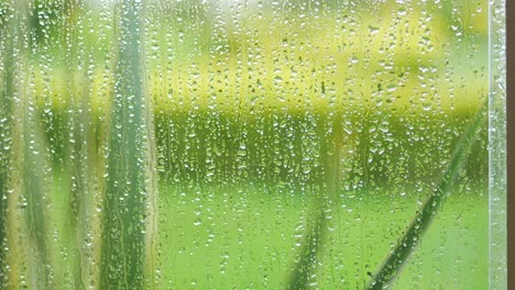 raindrops on a window with blurred green background