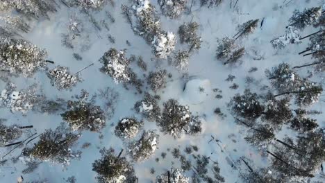 bird's eye view of snow covered trees in the forest during winter in lapland, finland - aerial shot
