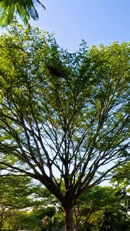 trees and flowers in a peaceful park setting