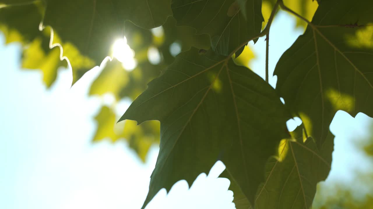 Sun Light Shining Through Leaves 6