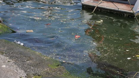 polluted water by the dock