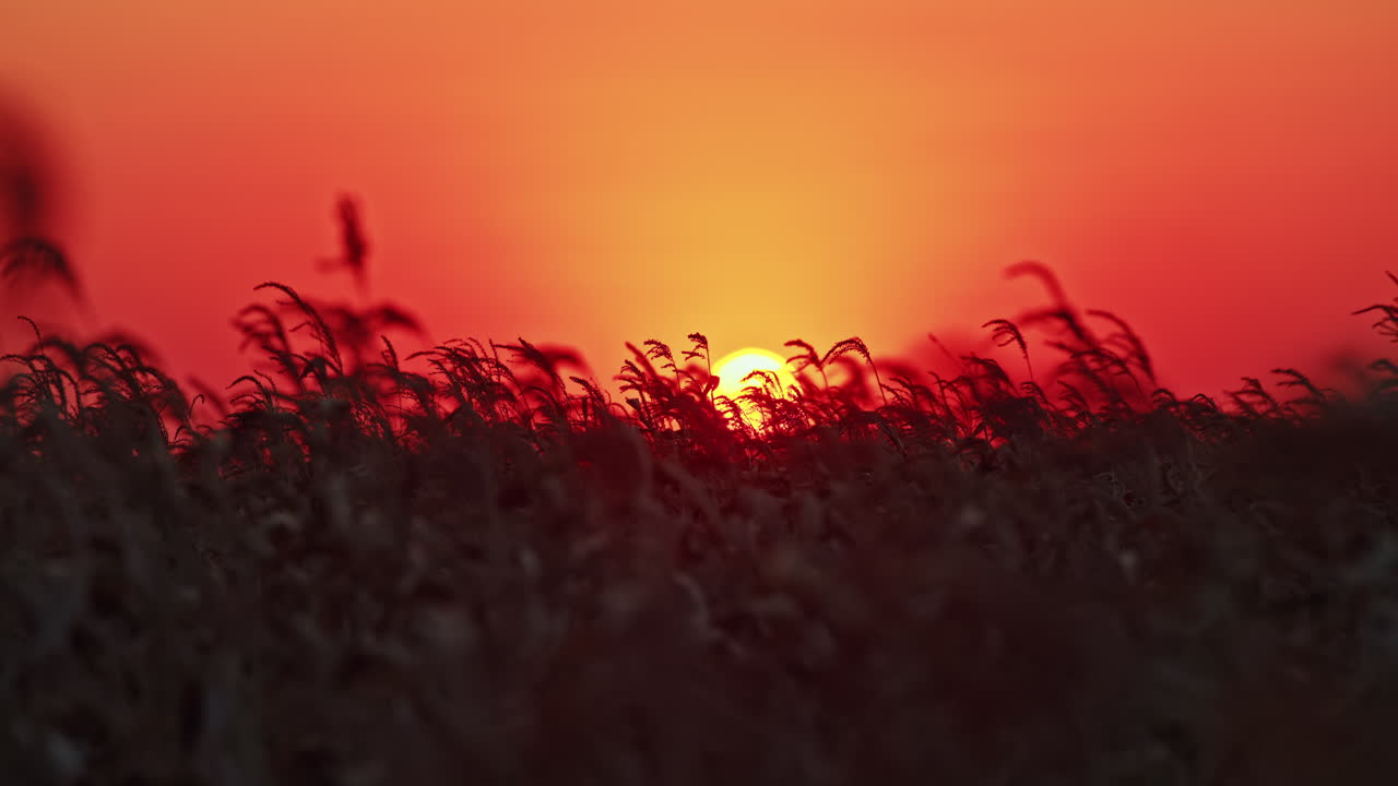 puesta de sol sobre un campo de hierba