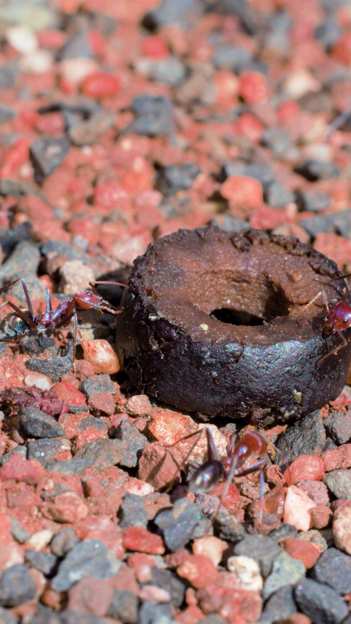 Diverse formiche toro australiane strisciano e si nutrono attivamente su un pezzo di oliva scartato, circondate da ghiaia rossa e nera sotto la brillante luce solare naturale con un'angolazione della telecamera statica.