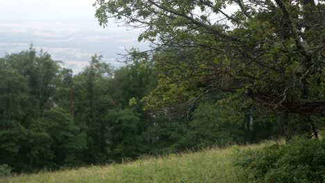 static shot of raindrops falling from tree branches onto grassy slope