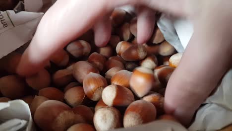 harvesting hazelnuts: a close-up look