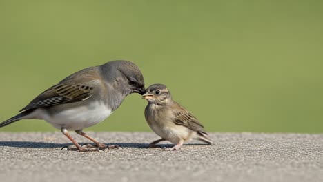 a heartwarming moment captured: a parent bird feeding its chick on a bright green background, showcasing nature's tender bond between species