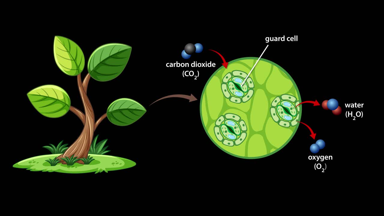 Animation illustrating gas exchange in plant stomata, highlighting carbon dioxide intake and oxygen release with labeled guard cells