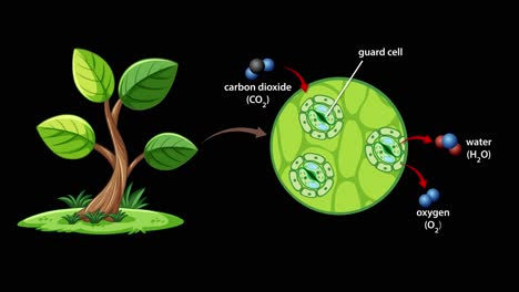 animation illustrating gas exchange in plant stomata, highlighting carbon dioxide intake and oxygen release with labeled guard cells