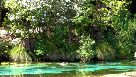 tilt up of tropical hamurana springs with turquoise water during sunny day in wilderness of new zealand