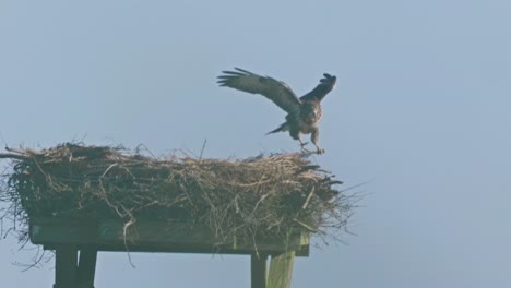 El-águila-Vuela-A-Su-Jaula-Que-Está-Encima-De-La-Casa