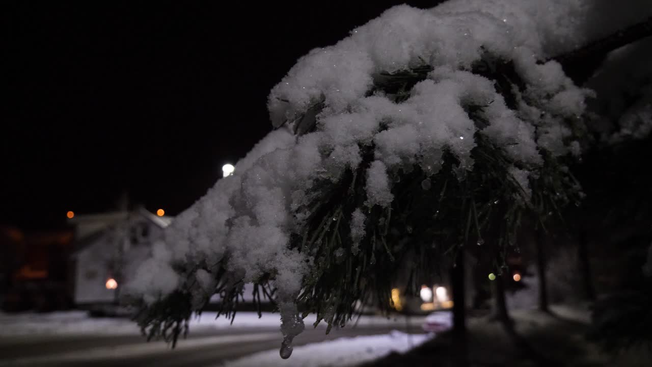 Snow and ice building up on a pine bough on a wintery night - close up