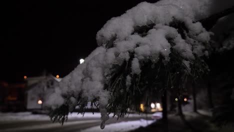 snow and ice building up on a pine bough on a wintery night - close up