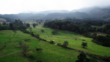 View-of-green-fields-with-cattle's-grazing-and-hills-at-background-under-clouds-Drone-shot