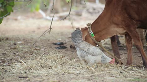 Cow-and-Chicken-grazing-together-in-the-farm,-Country-side-of-India