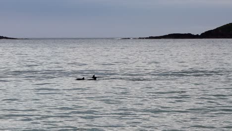 swarm of dolphins near fingal beach doing laps in the early morning, nsw australia
