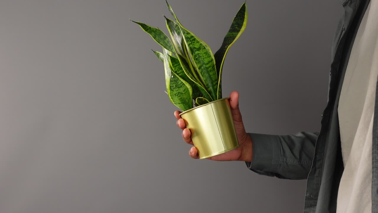 Person holding a snake plant in a gold container