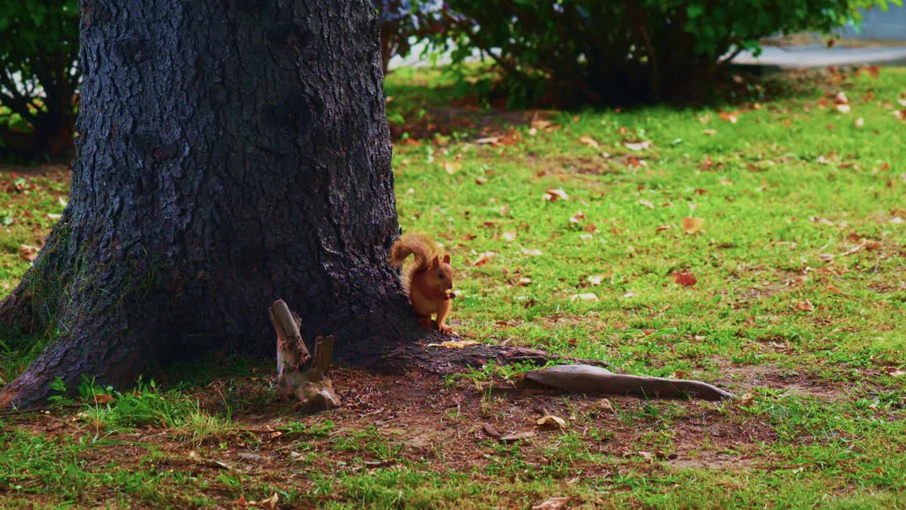 A Curious Squirrel Explores Its Surroundings by a Tree in a Sunlit Park, Highlighting the Beauty of Nature and Wildlife in Urban Settings