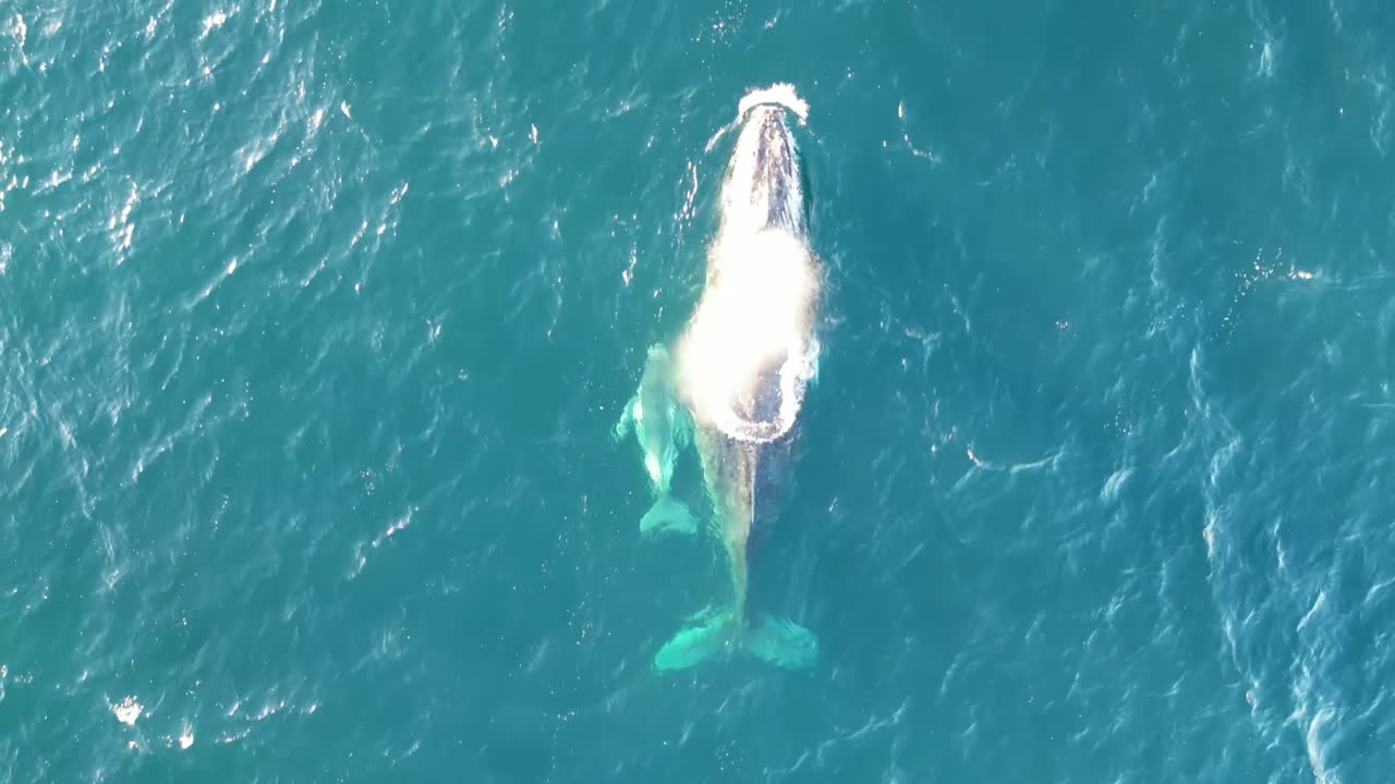 Small newborn humpback Whale calf migrate with mum in harmony, aerial shot