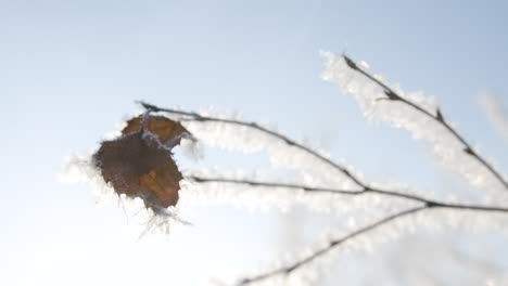 frozen branches with leaves