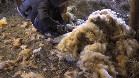 Relaxed-Latvian-Dark-Head-Romanov-sheep-having-its-multicolored-wool-sheared-off