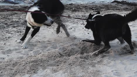 perros de oso de karelia en una correa en una playa cavando un agujero en la arena y jugando entre sí mientras las olas del agua del mar del océano son visibles en el fondo en cámara lenta