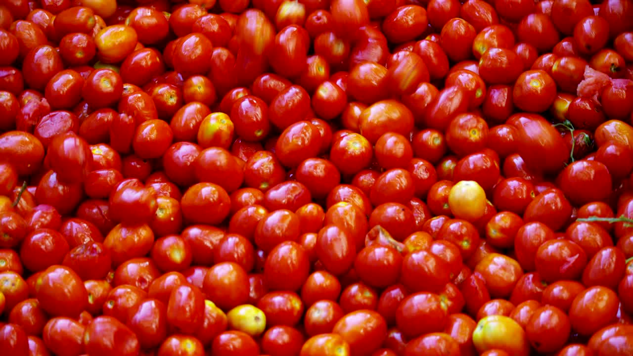 토마토 산업에서 은 토마토는 물로 가득 찬 크로 들어가서 과 꺼기에서 겨서 깨하게 나옵니다.