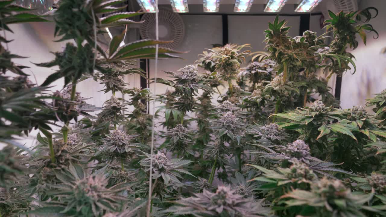 개화 단계에서 성장 텐트에서 자라는 대마초 식물의 샷