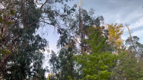 View-of-tranquil-trees-standing-tall-in-quiet-repose