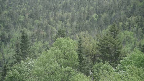 Mittleres-Äußeres-Mit-Sommerbäumen-Auf-Dem-Berggipfel