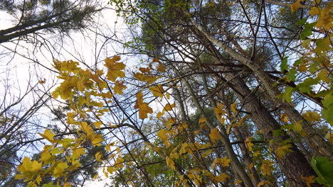 Close-up-of-golden-oak-leaves-in-autumn-forest