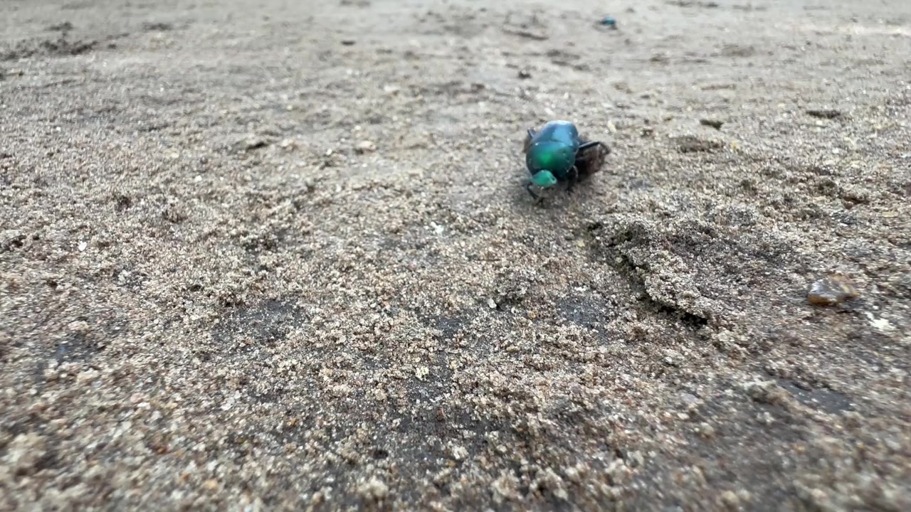 En dyngbagge från familjen Scarabaeidae rullar en dyngkula över en sandig yta. Fångad i Liwonde nationalpark, Malawi.