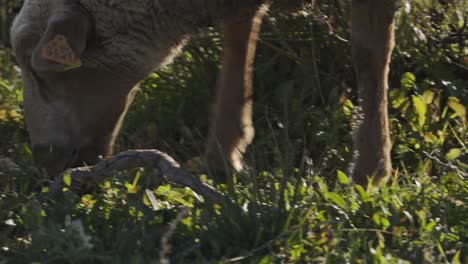 close up of grazing sheep with a number on its ear