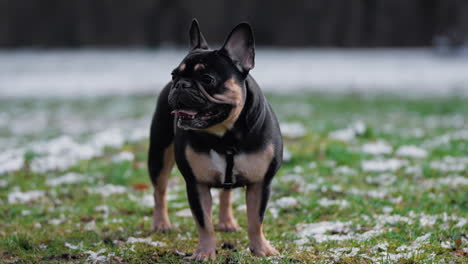 black and brown french bulldog with opened mouth looking at camera standing on snow-covered lawn daytime - slow motion front view