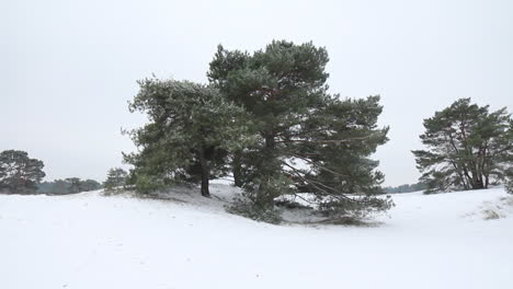 árboles-De-Pie-En-El-área-Cubierta-De-Nieve