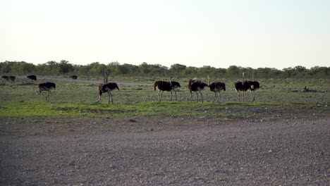 toma panorámica de múltiples avestruces africanos salvajes caminando y comiendo, durante la puesta de sol