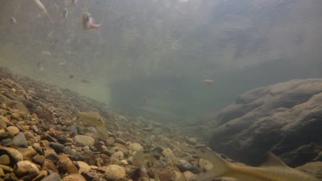 kaeng krachan national park is home to a lot of fantastic wild animals and the streams are life source of fresh water for animals to drink and for fish to swim around