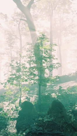 misty forest with sunlight