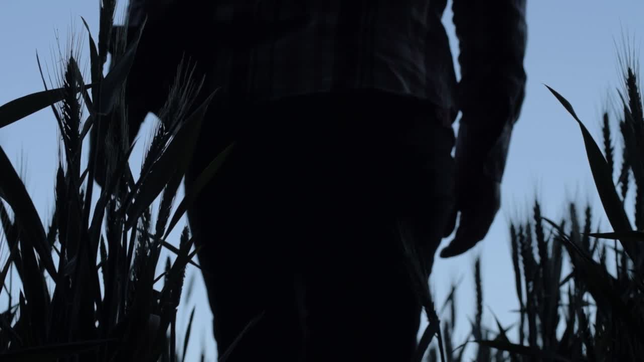 Woman walking through wheat crops pathway silhouette close up shot