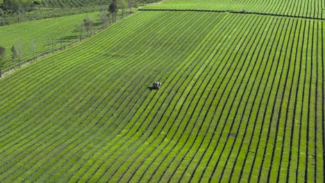 Vista-Aérea-De-Campos-Verdes-Con-Plantaciones-De-Té-Y-Tractores-En-Misiones,-Argentina.