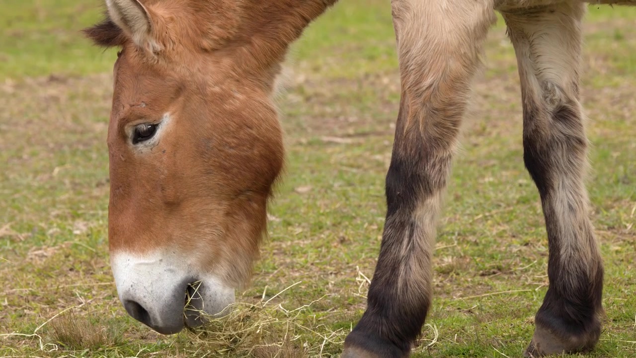 Un cavallo di Przewalski, specie a rischio di estinzione, pascola tranquillamente sull'erba secca in un campo aperto