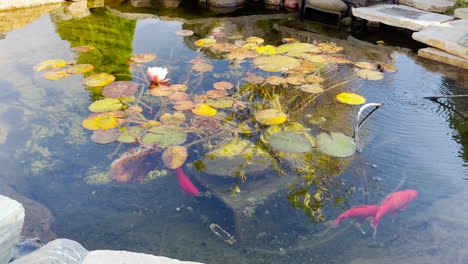 Schöner-Koi-Teich-Mit-Seerose