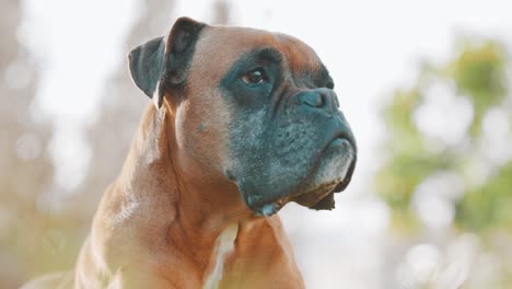 boxer dog observing with attention in nature