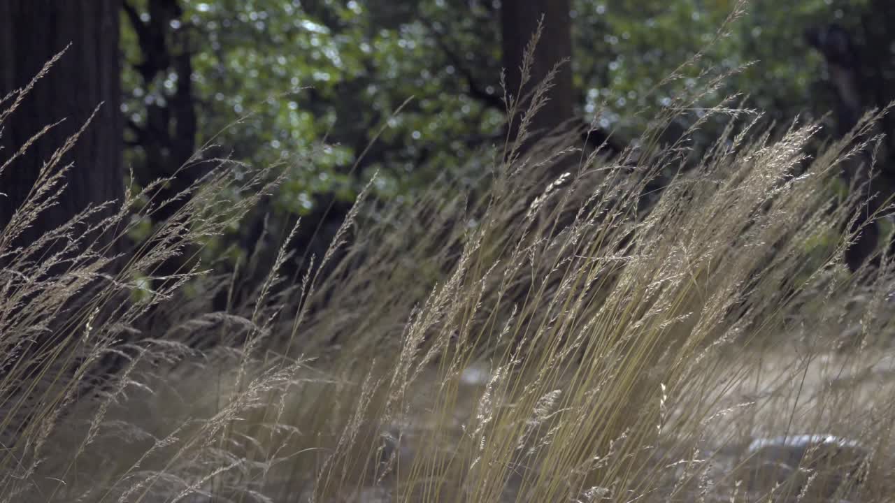 Wind moves through tall dry grass in a quiet woodland scene